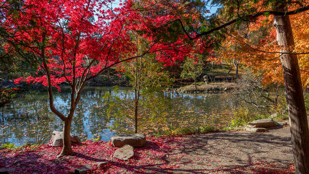 Fototapeta Scenic Japanese garden with in Cranbrook house and gardens, Michigan during autumn .