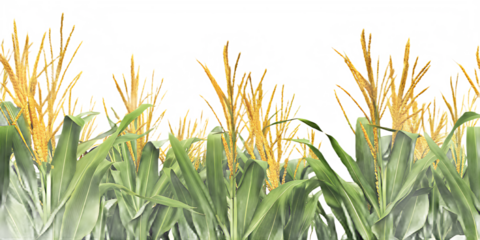 Cornfield with green stalks and golden tassels against a textured white background isolated on a transparent background