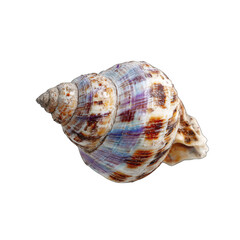 Close-up of a spiral seashell, showcasing intricate patterns of browns, creams, and purples