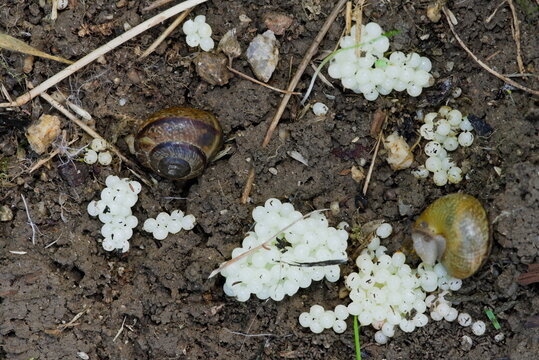 Weinbergschnecken mit Eiablage