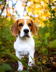 Beagle in autumnal forest (1)