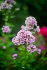 Blooming phlox flowers in the garden. Colorful flowers in warm summer day.