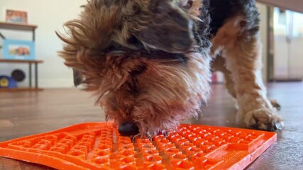 Close up of an adorable rescue dog licking a lick mat