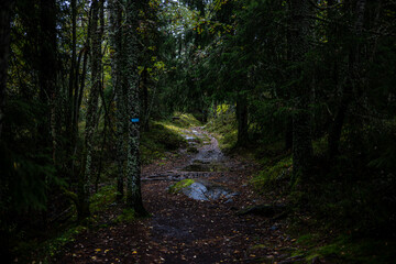 Moody Mossy Nordic Forest Trail with Blue Waymark