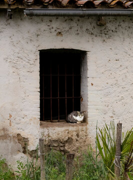 Un gato en una ventana 