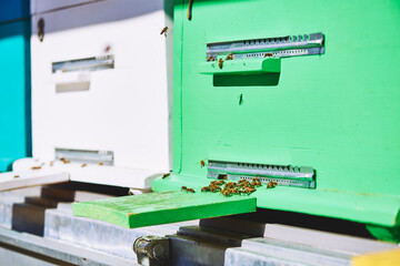 Closeup showing honey bees gathering around entrance of green beehive box outdoors, bees actively flying and landing on wooden platform, beehive structure visible in background