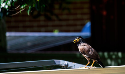 Australian Common Myna (Acridotheres tristis)