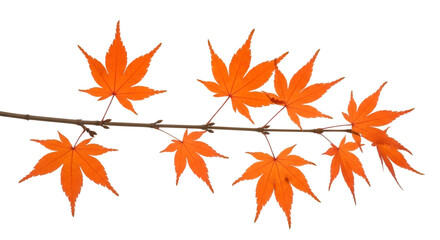 Vibrant Orange Maple Leaves on a Branch