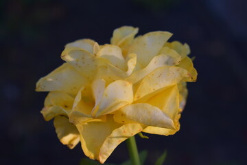 yellow rose