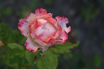 pink rose in the garden