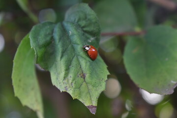ladybug