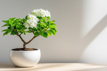 White bonsai plant in a round ceramic pot.