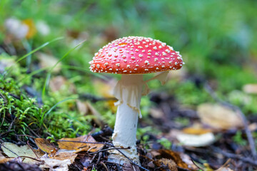 Fly agaric mushroom in forest