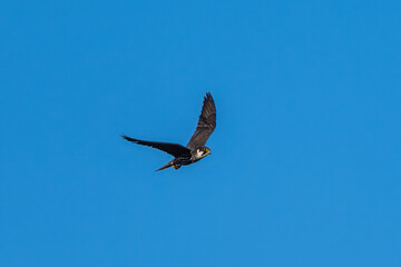 Eurasian hobby in flight