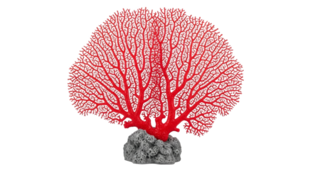 Vibrant Red Sea Fan Coral on Rock Base