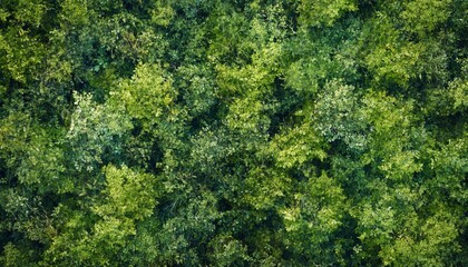 The illustration shows a high-angle, close-up view of a dense collection of green leaves and branches, forming a thick canopy.