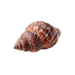 Close-up of a dark brown snail shell, spiraled and textured