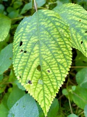 green leaf with dew drops