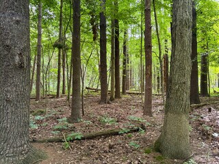 Dirt hiking trail through a pine forest