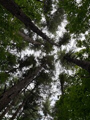 Beautiful view looking up from the forest floor through canopy of pine trees