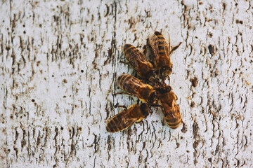 Group of honey bees gathering on textured wooden surface, insects clustering closely together, detailed view showing natural behavior and interaction among bees in outdoor setting