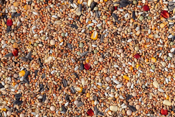 Background with different types of cereals, top view, agriculture concept.