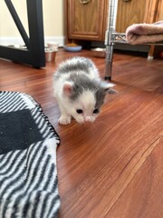 Adorable fluffy kitten growing up in its foster home