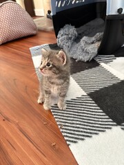 Adorable fluffy kitten growing up in its foster home