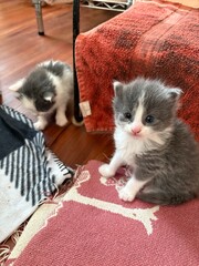 Adorable fluffy kitten growing up in its foster home