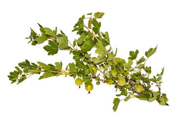 Branch bush of gooseberry with ripe berries. The isolation is on a transparent background in the PNG format.