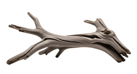 Weathered Driftwood Branch on Black Background