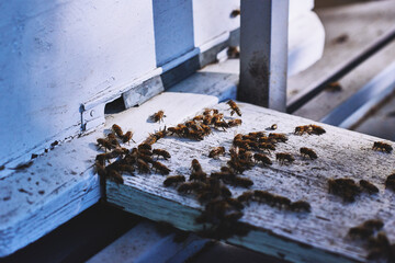 Obraz premium Honey bees gathering and entering wooden beehive entrance, insects clustering on weathered surface, close up showing active colony behavior in outdoor apiary environment