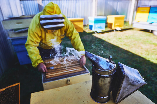 Middle aged man wearing protective beekeeping suit tending beehive outdoors, using hands to inspect honeycomb frames with metal bee smoker emitting smoke in foreground