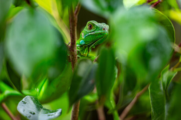 Juvenile Green Iguana Hiding in Tropical Foliage, Subtropical Mexico II