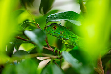 Juvenile Green Iguana Hiding in Tropical Foliage, Subtropical Mexico