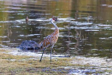 Heron and Ducks in Grand Teton National Park