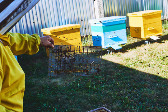 Middle aged man holding beekeeping frame near colorful beehives outdoors, bees flying around apiary, engaging in beekeeping activity on sunny day - Powered by Adobe