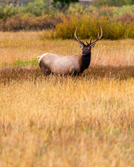 Elk Grazing in Grand Teton National Park