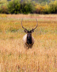 Elk Grazing in Grand Teton National Park