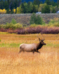 Elk Grazing in Grand Teton National Park