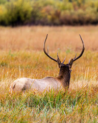 Elk Grazing in Grand Teton National Park