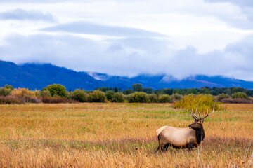Elk Grazing in Grand Teton National Park