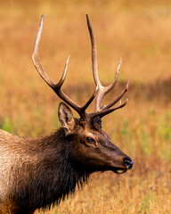 Elk Grazing in Grand Teton National Park
