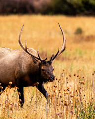 Elk Grazing in Grand Teton National Park