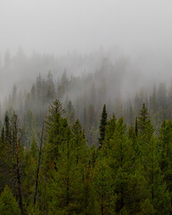 Moose Resting in Grand Teton National Park