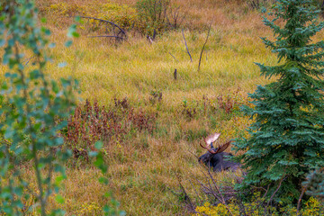 Moose Resting in Grand Teton National Park