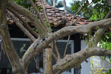 paraty - rj