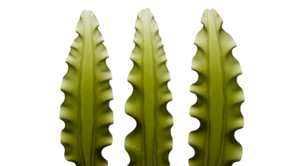 Three Green Ruffled Cactus Segments on Black Background