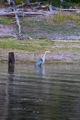 Herons and Ducks in Grand Teton National Park