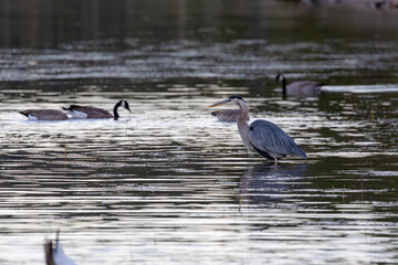 Herons and Ducks in Grand Teton National Park